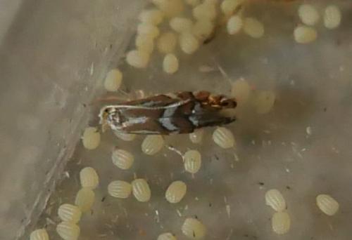 Réf. 325 341 : Phyllonorycter sorbi